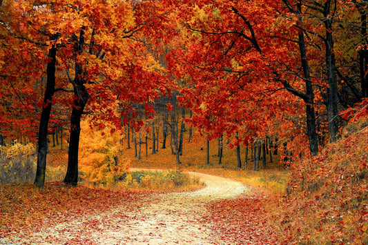 Fall foliage on a beautiful walkway covered in orange leaves.